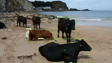 Cows with tf-SSD